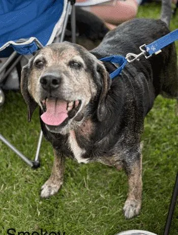 Buford & Smokey thumbnail 4