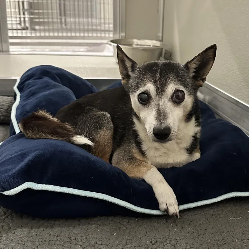 A senior small-sized female Black Chihuahua dog named Brook for adoption in Hinsdale, IL