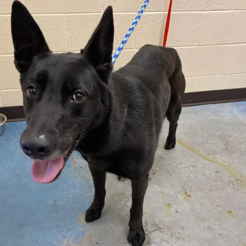 An adult medium-sized female Black Mixed Breed dog named Riley for adoption in Memphis, TN