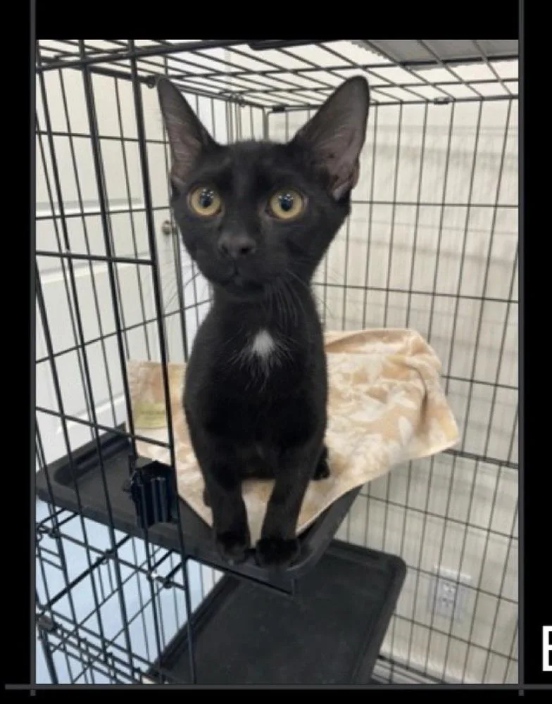 A baby medium-sized male Domestic Short Hair cat named Bombay for adoption in Lafayette, CO