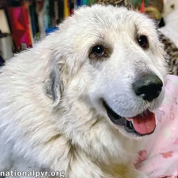 An adult large-sized female White / Cream Great Pyrenees dog named Opal in NC  for adoption in Beacon, NY