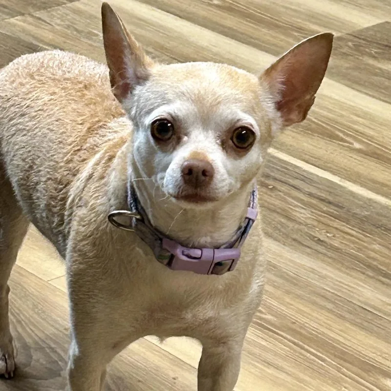 A senior small-sized female Apricot / Beige Chihuahua dog named Bella for adoption in Rockville, MD