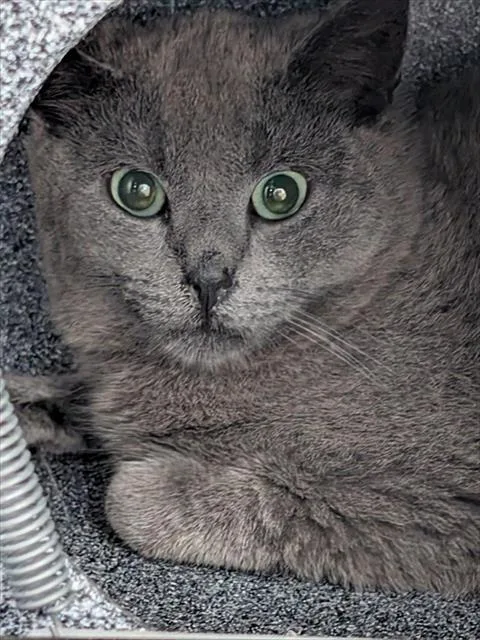An adult small-sized male Domestic Short Hair cat named Goofy for adoption in Upper Marlboro, MD