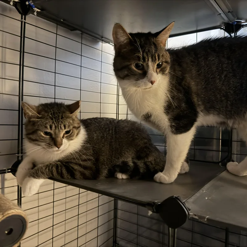 A young medium-sized female Tabby (Gray / Blue / Silver) Domestic Short Hair cat named Buffy & Badger for adoption in Royal Oak, MI