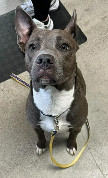 Cora