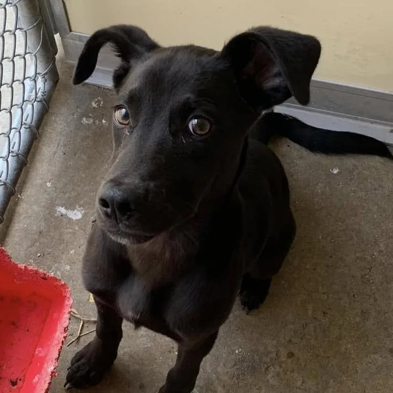 A baby small-sized male Black Labrador Retriever dog named Oswald for adoption in Cleveland, MS
