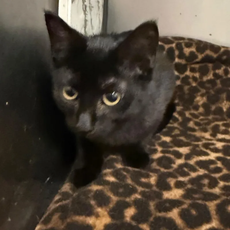 A baby small-sized male Domestic Medium Hair cat named Wonder for adoption in Charleston, WV