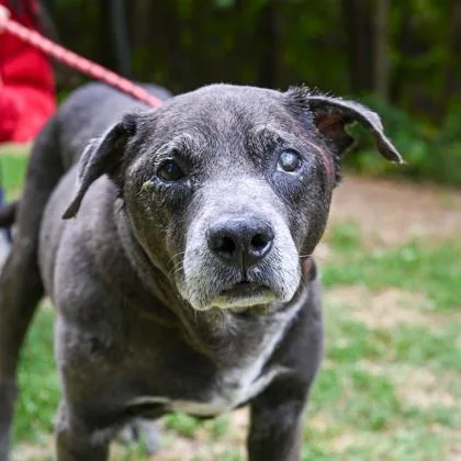 A senior large-sized male Mixed Breed dog named Beloom for adoption in Chamblee, GA