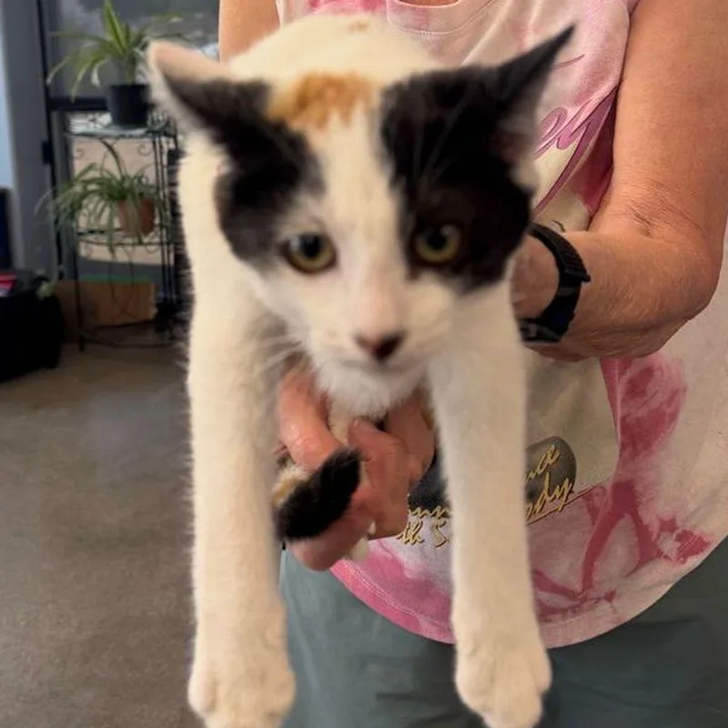A young medium-sized female Calico Domestic Short Hair cat named Evita for adoption in Kingman, AZ