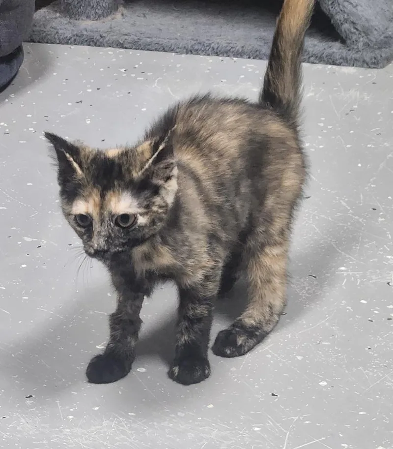 A young small-sized female Domestic Short Hair cat named Clover for adoption in Lexington, TN