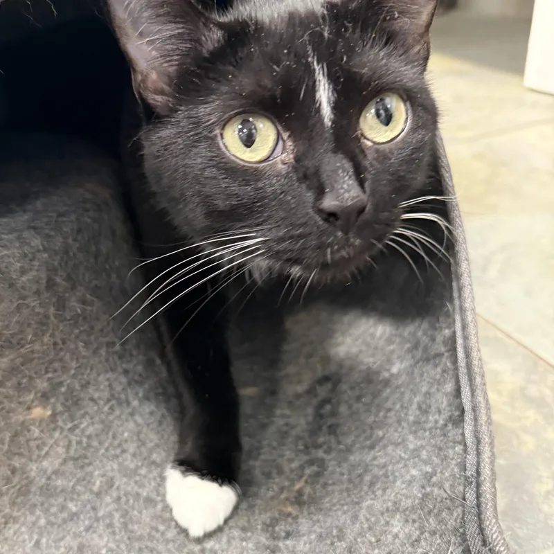 A young medium-sized female Black Domestic Short Hair cat named Penny for adoption in North Haven, CT