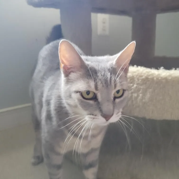 A young small-sized female Gray / Blue / Silver Domestic Short Hair cat named Magnolia for adoption in Frederick, MD