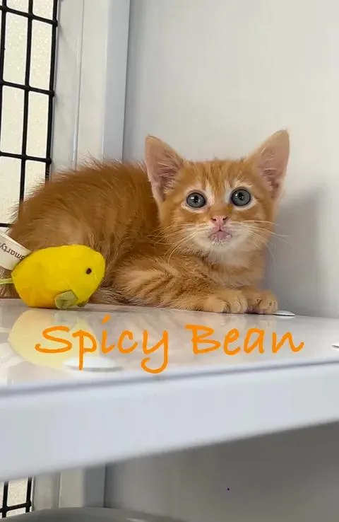 A baby medium-sized male Tabby (Orange / Red) Domestic Short Hair cat named Spicy Bean for adoption in Port Lavaca, TX