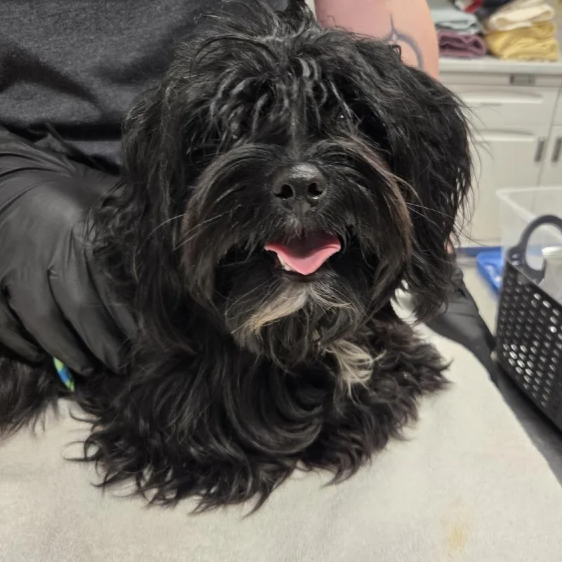 A young small-sized female Mixed Breed dog named SICStray for adoption in Washington Township, OH