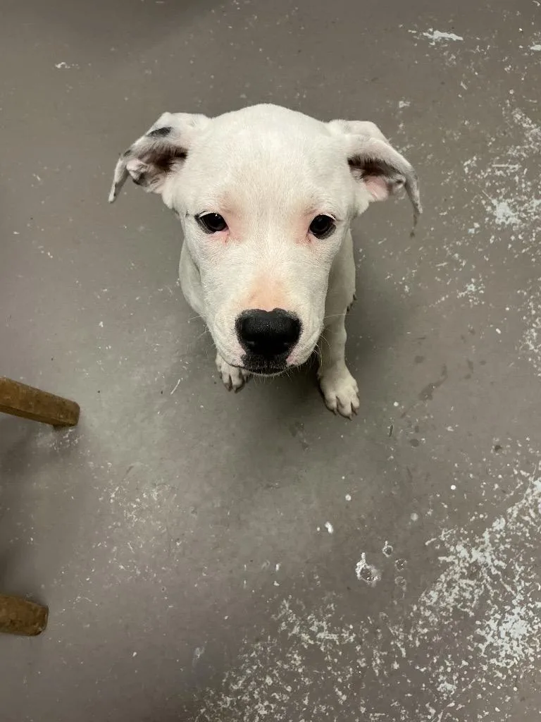 A baby medium-sized male Pit Bull Terrier dog named Gunnar for adoption in Dyersburg, TN