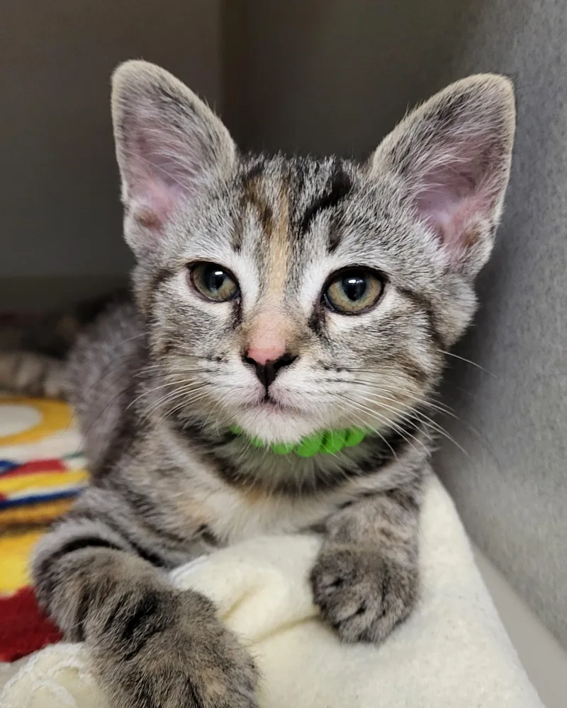 A baby medium-sized female Tabby (Brown / Chocolate) Domestic Short Hair cat named Jordan for adoption in Grayslake, IL