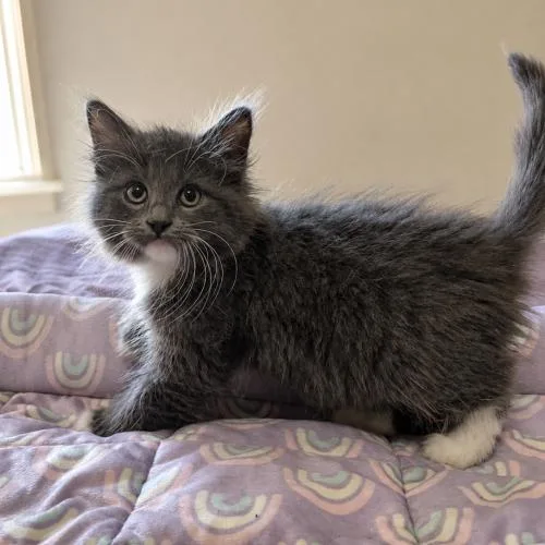 A baby small-sized female Domestic Medium Hair cat named Jasmine for adoption in Edmond, OK