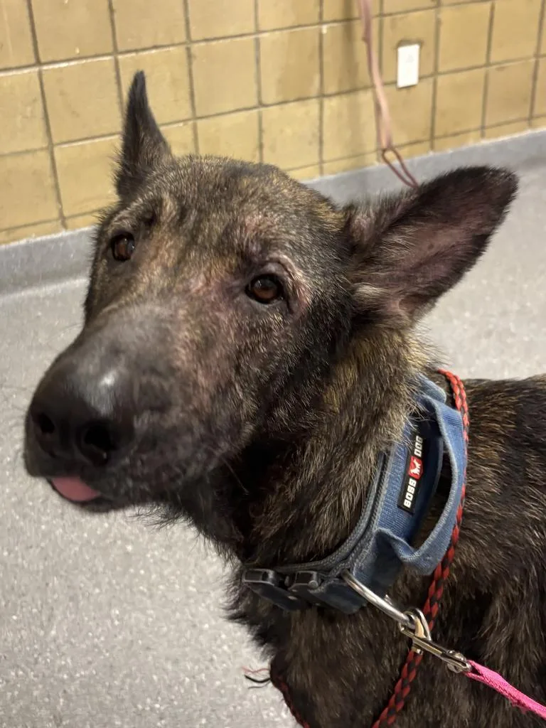 An adult large-sized male German Shepherd Dog dog named Chase for adoption in Greenfield, IN
