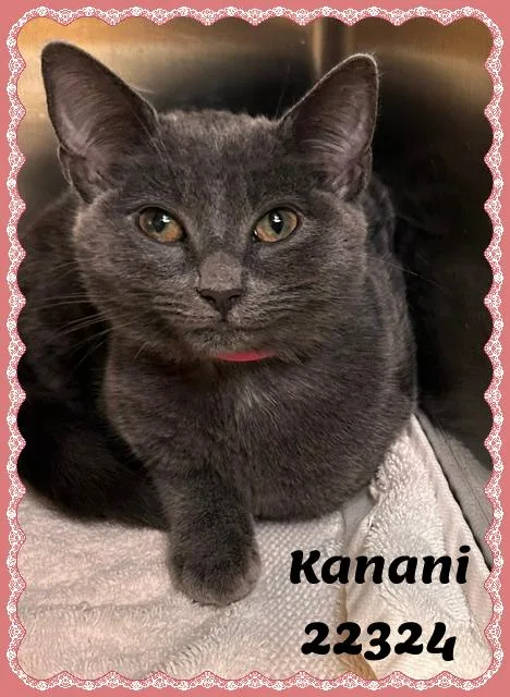 KANANI see also KALEI