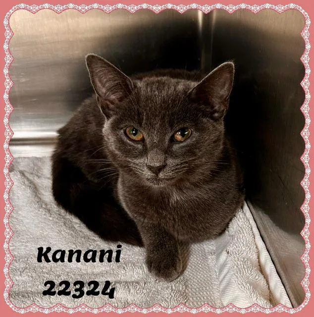 KANANI see also KALEI thumbnail 2