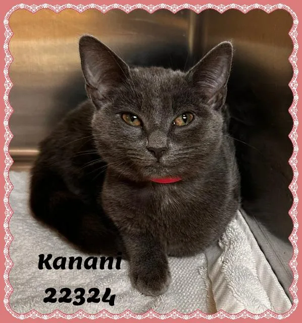 KANANI see also KALEI thumbnail 3