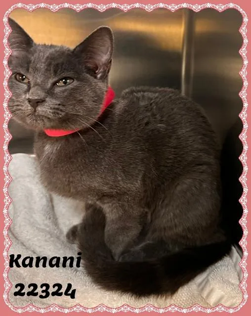 KANANI see also KALEI thumbnail 4