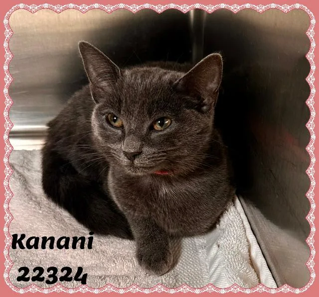 KANANI see also KALEI thumbnail 5