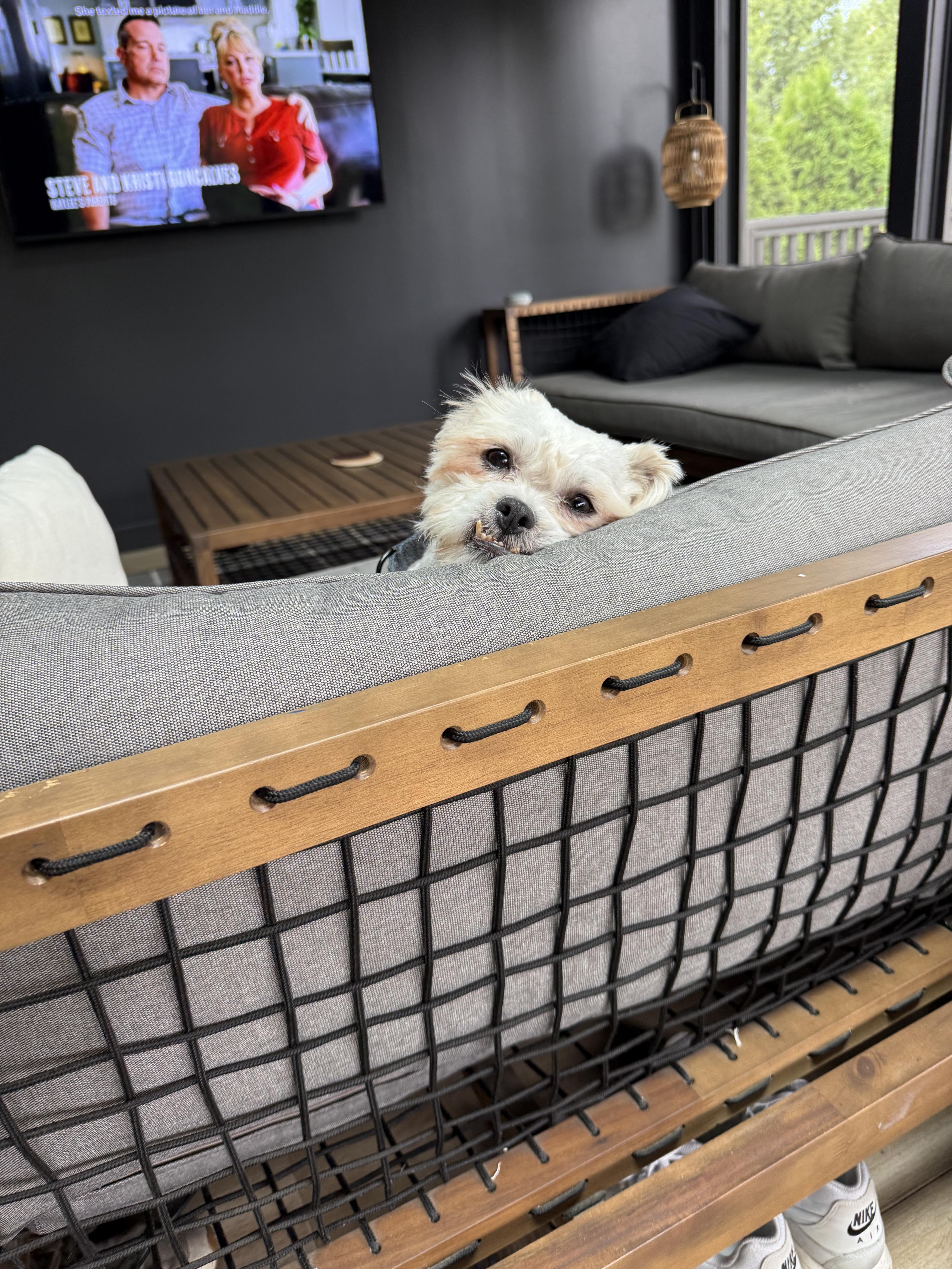 An adult small-sized male White / Cream Mixed Breed dog named Linen for adoption in Evanston, IL