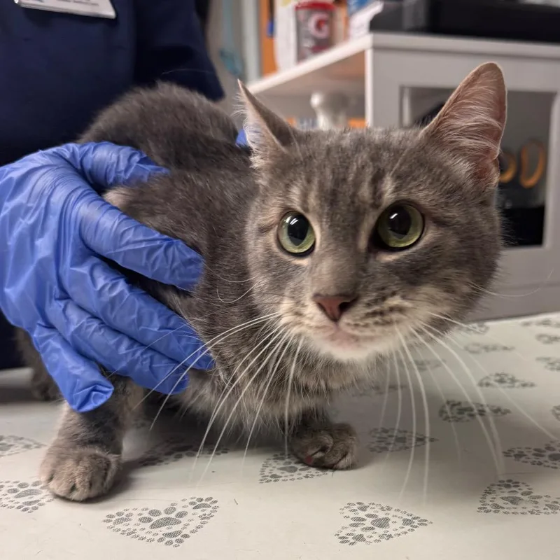An adult medium-sized female Gray / Blue / Silver Domestic Short Hair cat named Snuggles for adoption in Birdsboro, PA