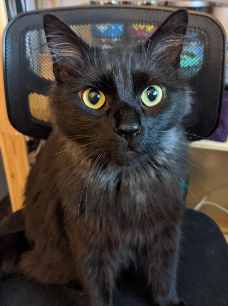 Panther [bonded with Mooshi]
