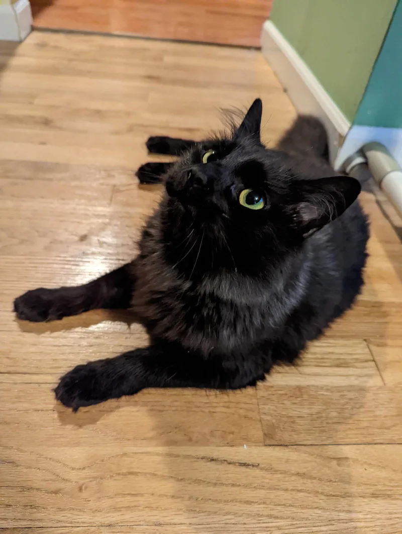 Panther [bonded with Mooshi] thumbnail 2