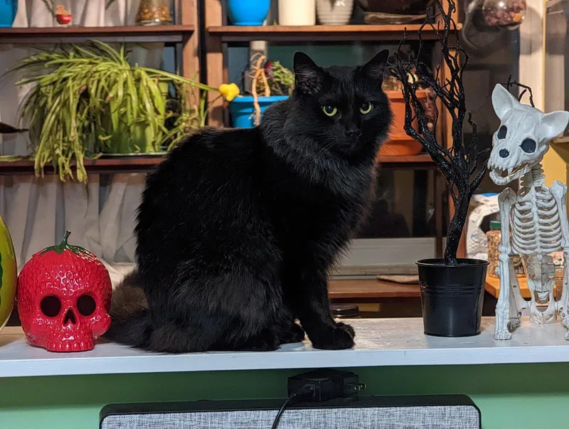 Panther [bonded with Mooshi] thumbnail 3