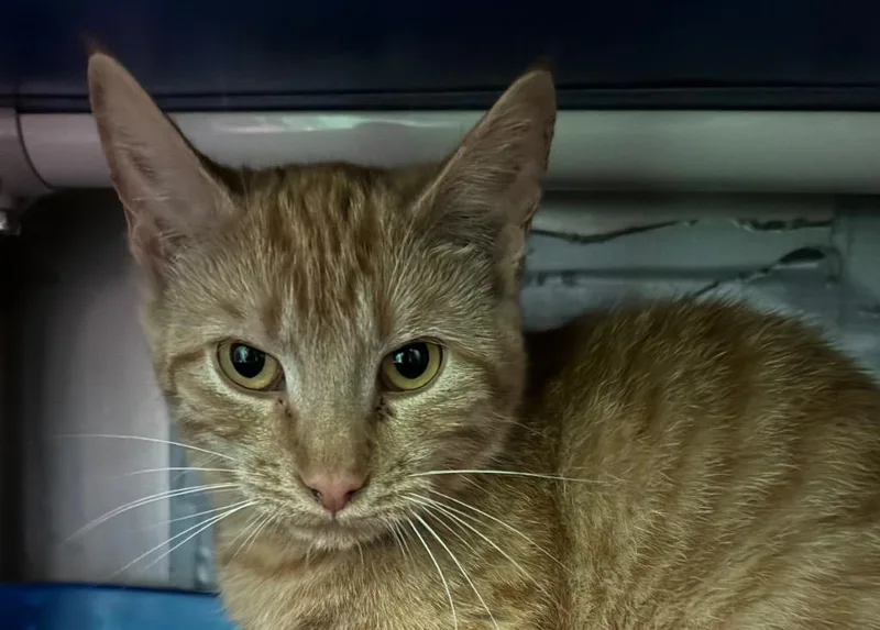 A young medium-sized female Domestic Short Hair cat named Miso for adoption in Olean, NY