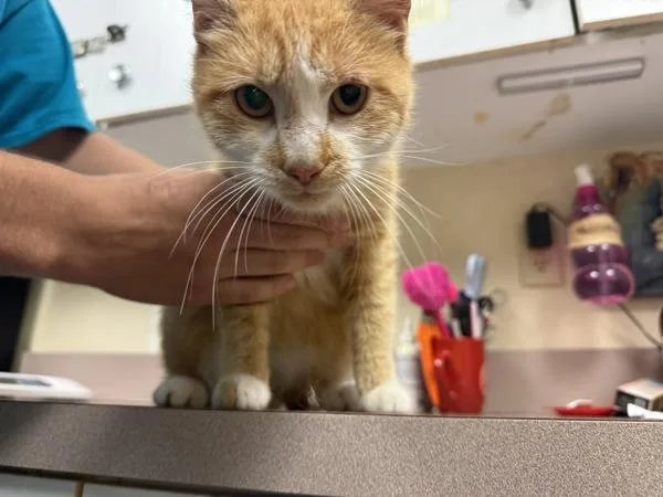 A young small-sized female Domestic Short Hair cat named Garden for adoption in Salisbury, MD