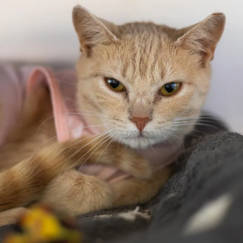 A young medium-sized female Buff / Tan / Fawn Domestic Short Hair cat named Ms. Biscuit for adoption in Wilmington, DE