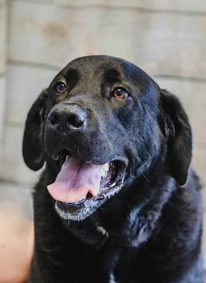 An adult extra large-sized male Great Dane dog named Bear for adoption in Dothan, AL