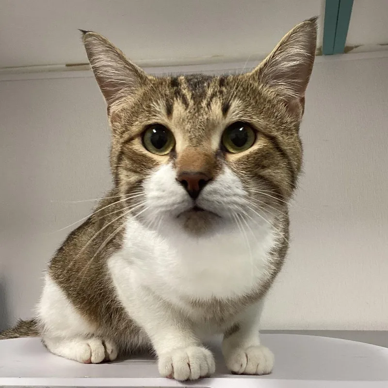 An adult medium-sized male Brown / Chocolate Domestic Short Hair cat named Richard for adoption in Tampa, FL