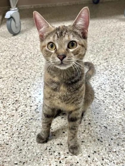 An adult medium-sized female Domestic Short Hair cat named Peepers for adoption in Memphis, TN