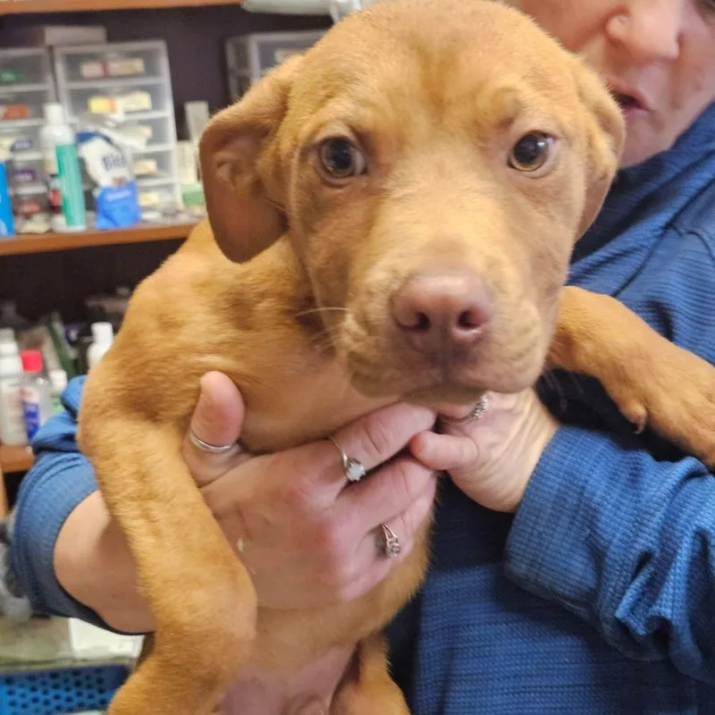 A baby medium-sized male Brown / Chocolate Mixed Breed dog named Curly for adoption in Novelty, OH