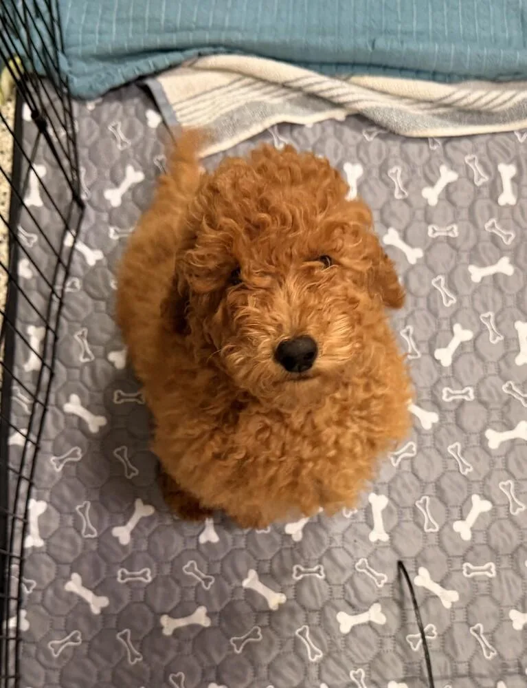 A baby small-sized male Red / Chestnut / Orange Goldendoodle dog named Barbossa for adoption in Richmond, TX