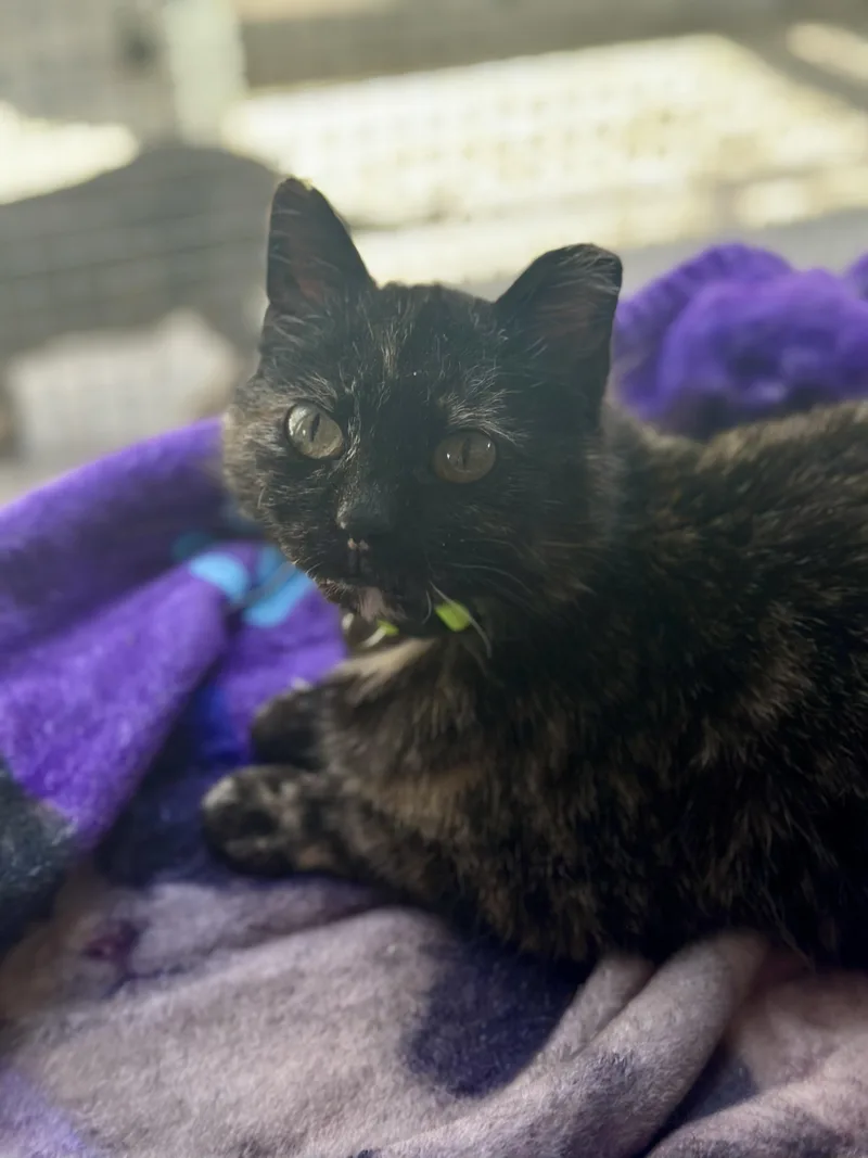 A senior small-sized female Tortoiseshell Domestic Short Hair cat named Kokomo for adoption in Faribault, MN