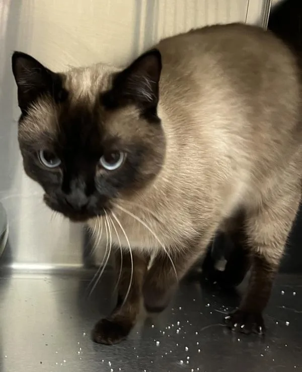 An adult medium-sized female Siamese cat named Sassy for adoption in Stratham, NH