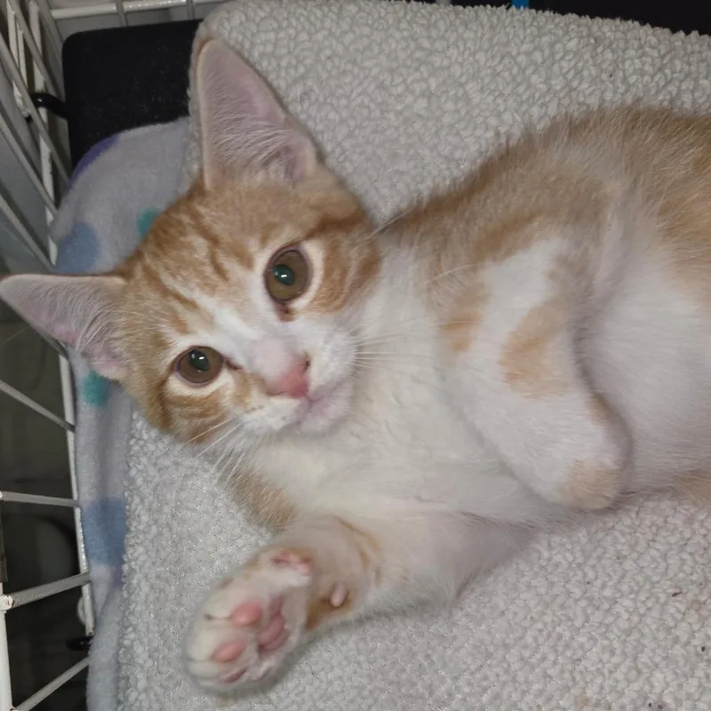 A baby small-sized male Orange / Red Domestic Short Hair cat named Double for adoption in Priest River, ID