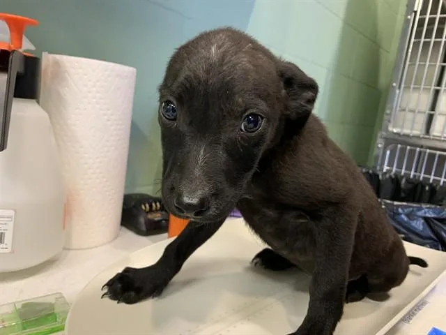 A baby small-sized male Labrador Retriever dog named Avery for adoption in Grand Prairie, TX