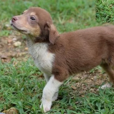 A baby small-sized female Brown / Chocolate Australian Shepherd dog named Rocky Road for adoption in Jersey City, NJ