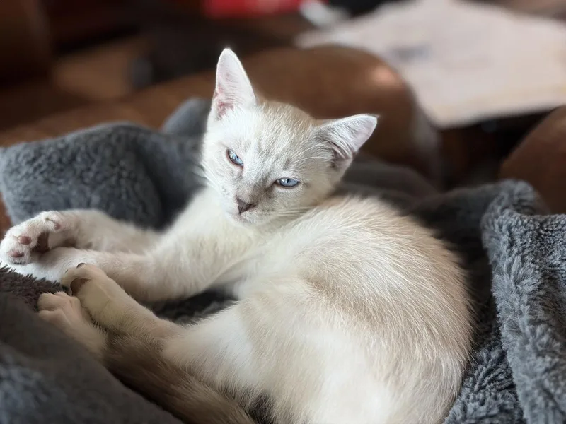 A baby medium-sized male Domestic Short Hair cat named Quinton for adoption in Orlando, FL
