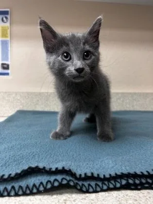 A young small-sized male Domestic Medium Hair cat named Rolypoly for adoption in Phoenix, AZ