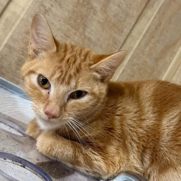A young medium-sized female Orange / Red Domestic Short Hair cat named Clementine for adoption in New York, NY