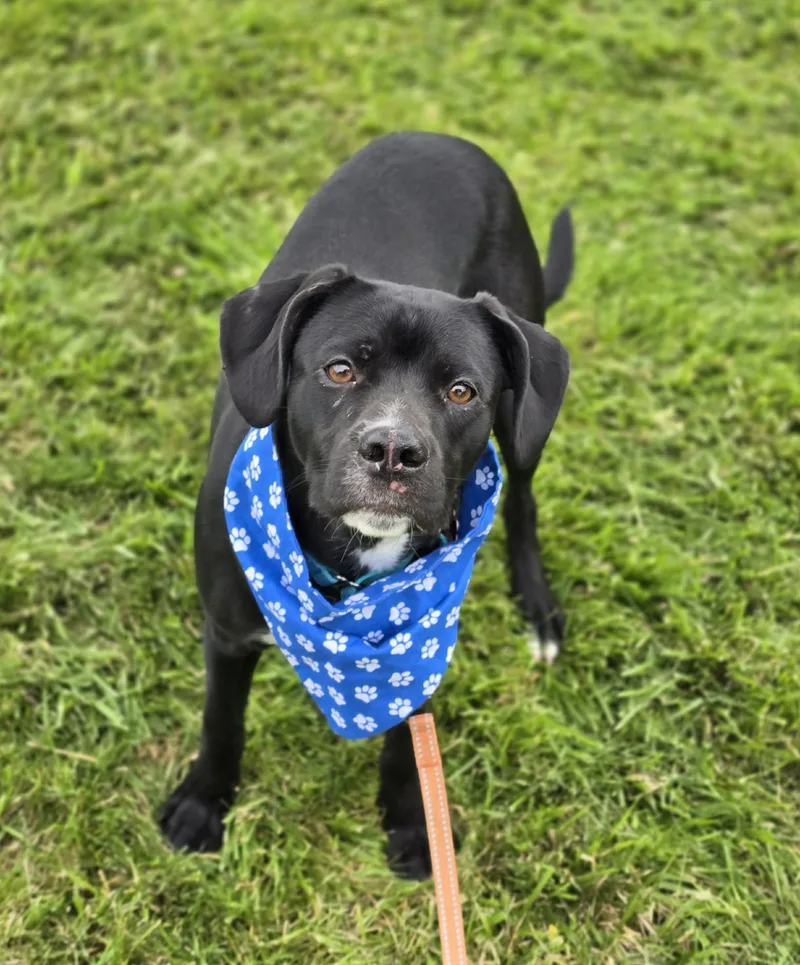 A young medium-sized male Black Terrier dog named Bugsy for adoption in Grants Pass, OR