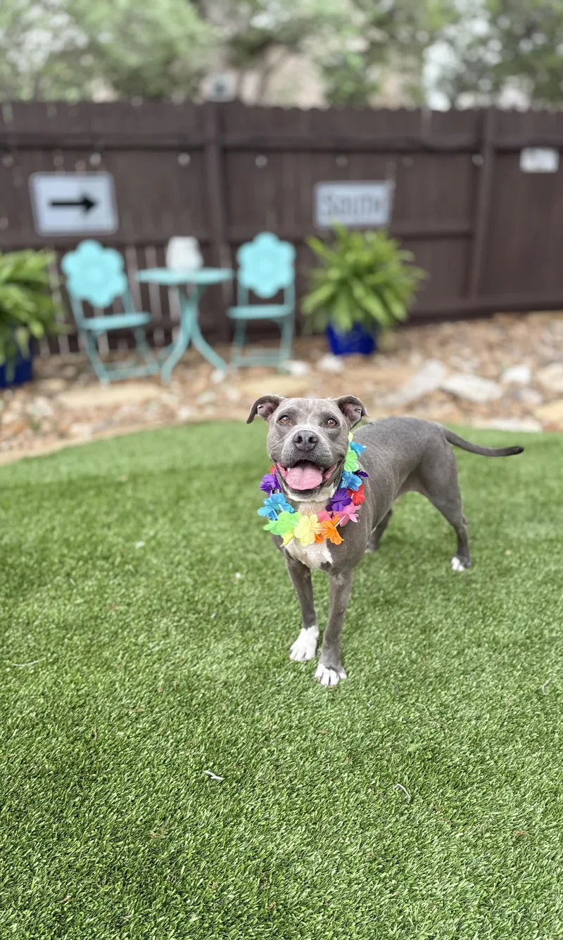 A young medium-sized female American Staffordshire Terrier dog named Pawlina for adoption in Mico, TX